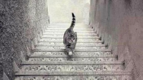 Afinal, o gato está a subir ou a descer as escadas?
