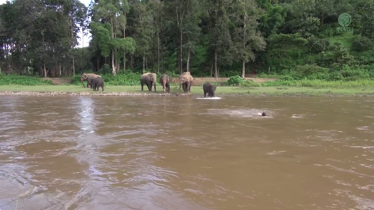 Elefante salva tratador que simulava afogamento