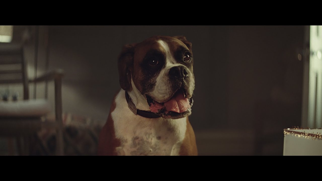 Cão boxer é protagonista do anúncio de Natal que invadiu as redes sociais