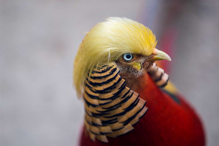 Este pássaro faz-lhe lembrar alguém?