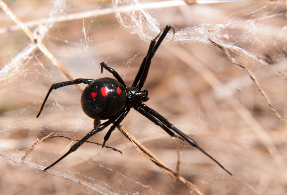 Jogo virtual ajuda a controlar fobia de aranhas