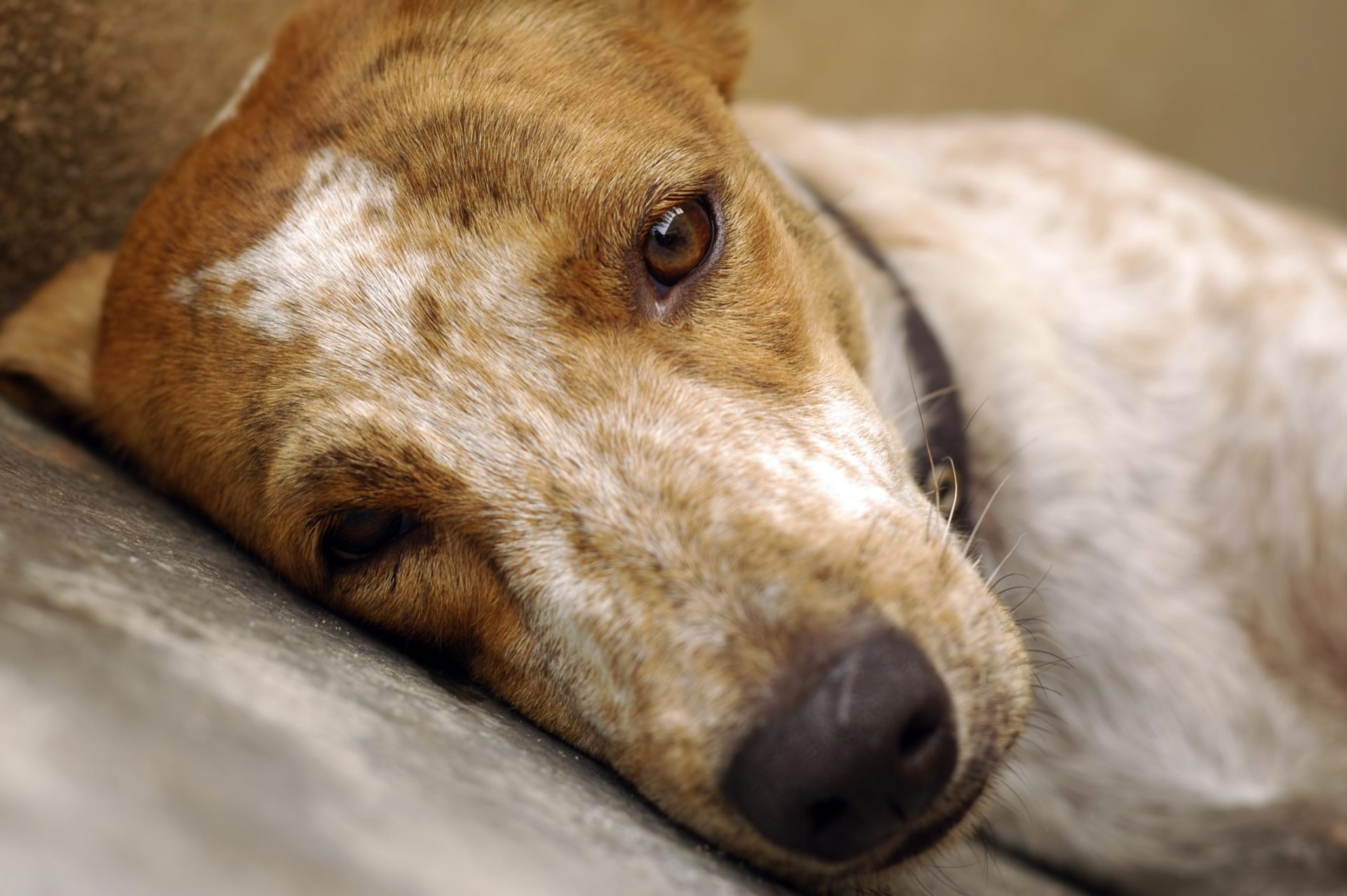 O seu cão está deprimido?