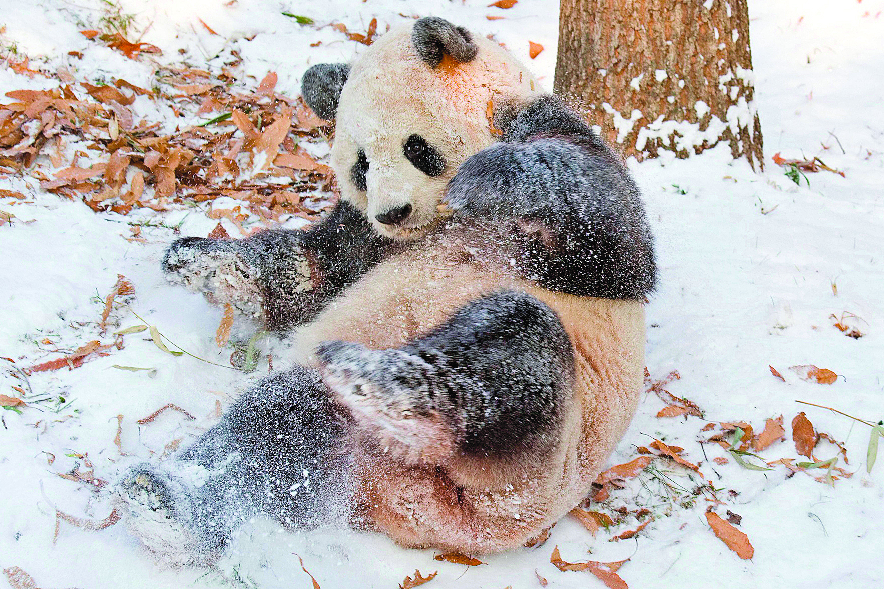 Vídeo de panda a brincar na neve tornou-se viral [vídeo]