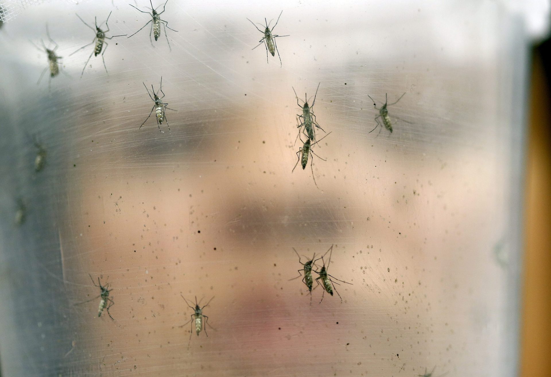EUA põem Cabo Verde na lista de países de risco do vírus zika