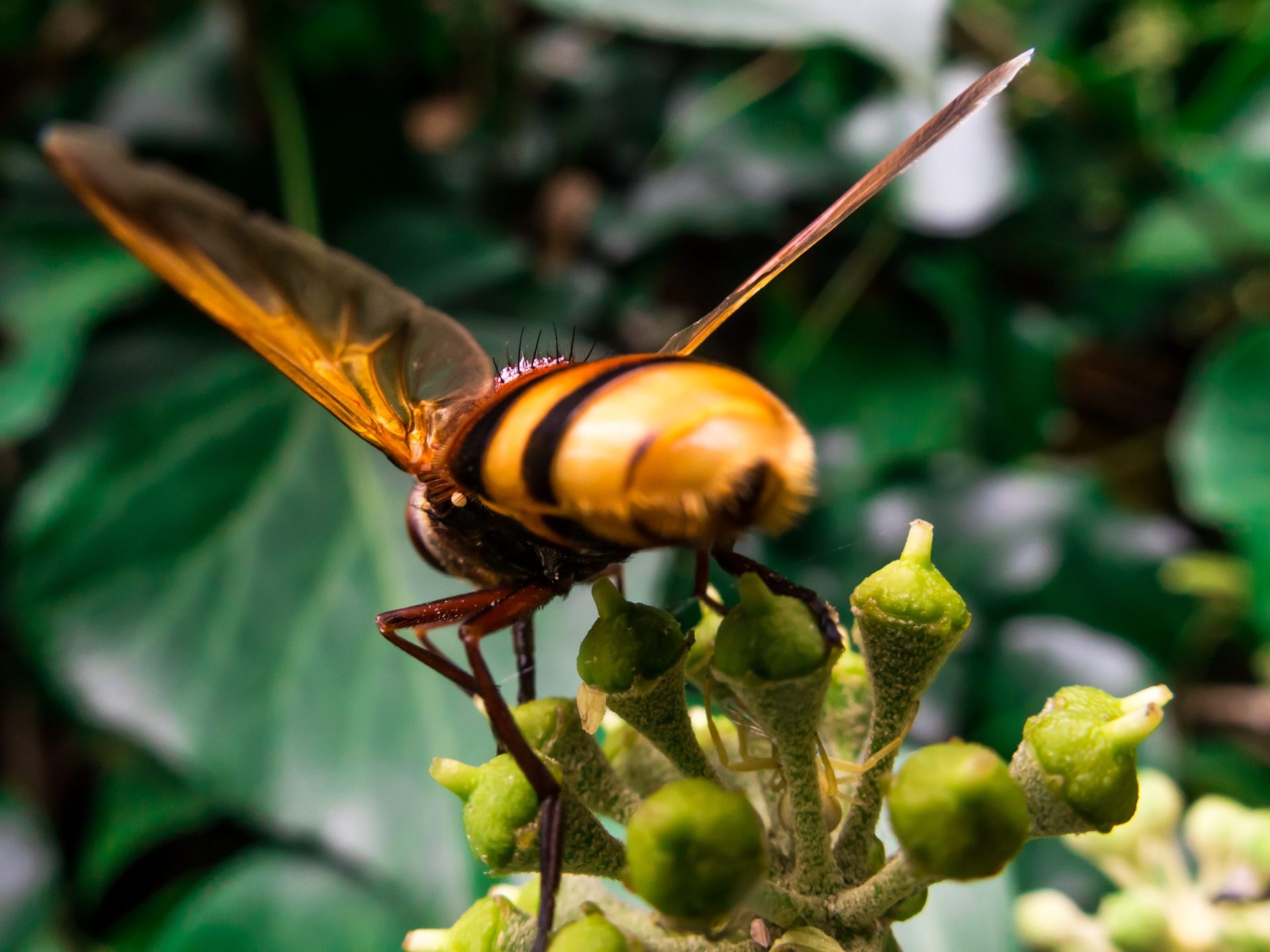 Destruídos 168 ninhos de vespa-asiática
