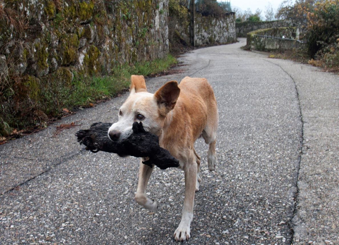 Imagem de cadela a transportar cria morta torna-se símbolo da devastação dos incêndios