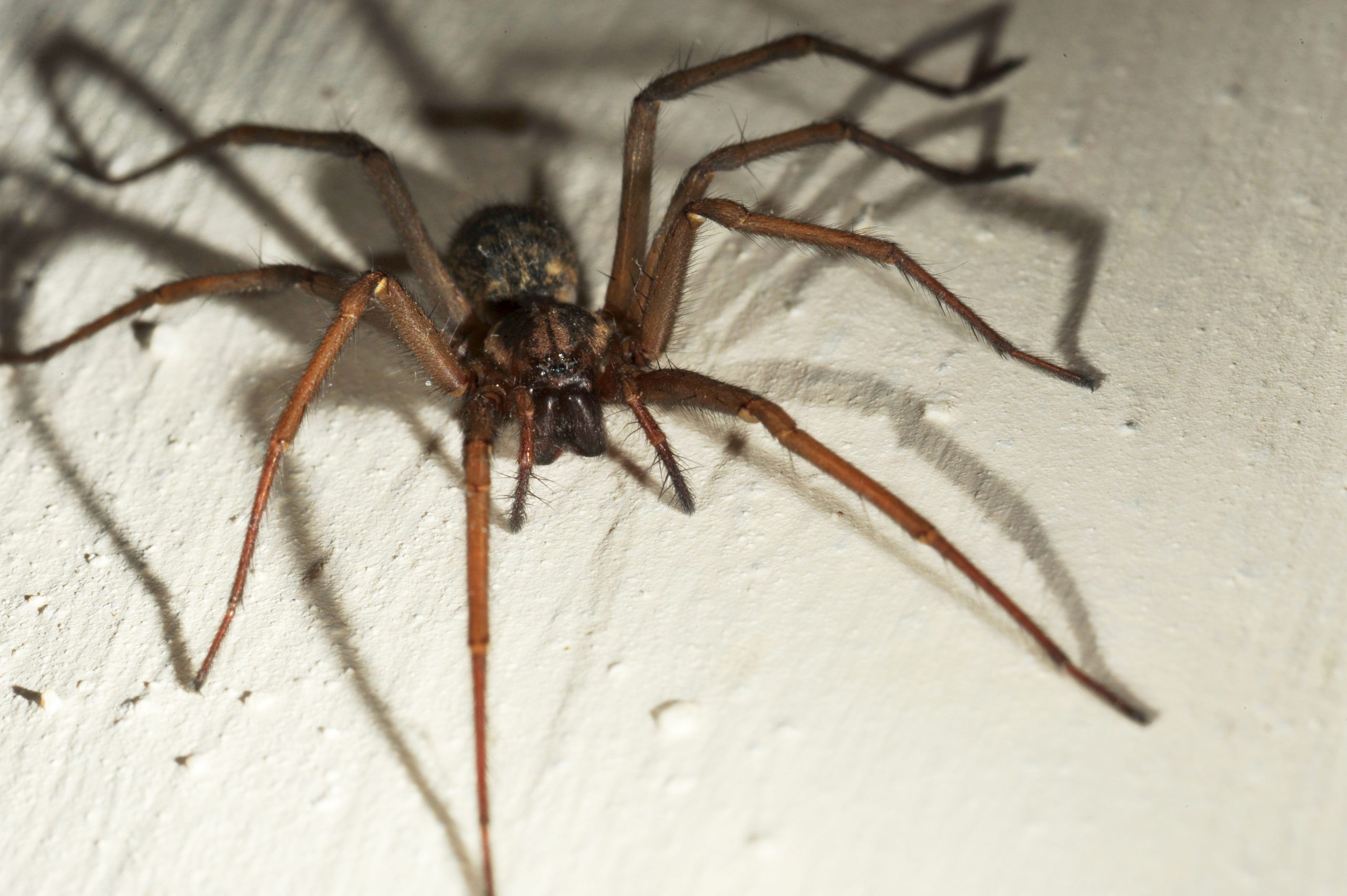 Aranhas gigantes ‘invadem’ Reino Unido