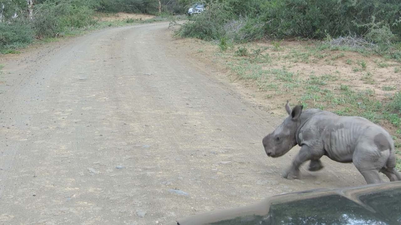 Rinoceronte bebé &#8216;apanhado&#8217; a brincar com carro