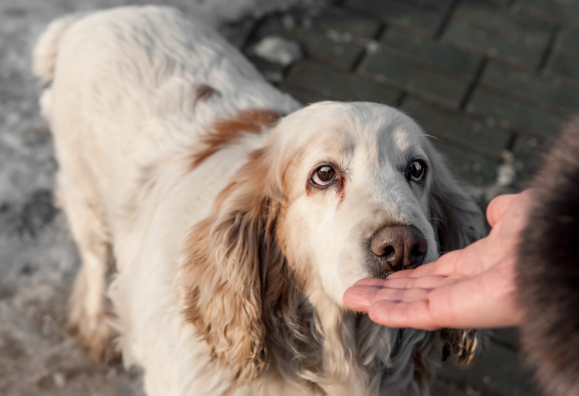 Cães podem detetar precocemente cancro do pulmão