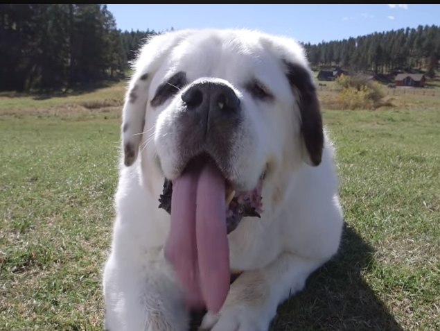 Esta cadela entrou para o Guiness por causa da língua (com vídeo)