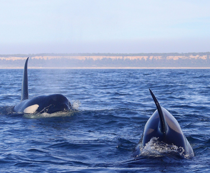 ‘Baleias-assassinas’ avistadas ao largo da Costa da Caparica [Vídeo]