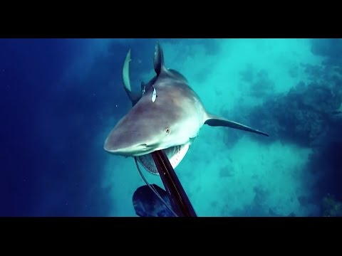 Tubarão ataca mergulhador na Austrália [vídeo]