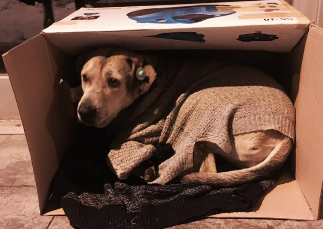 Frio. Campanha de recolha de cobertores para animais comove a internet