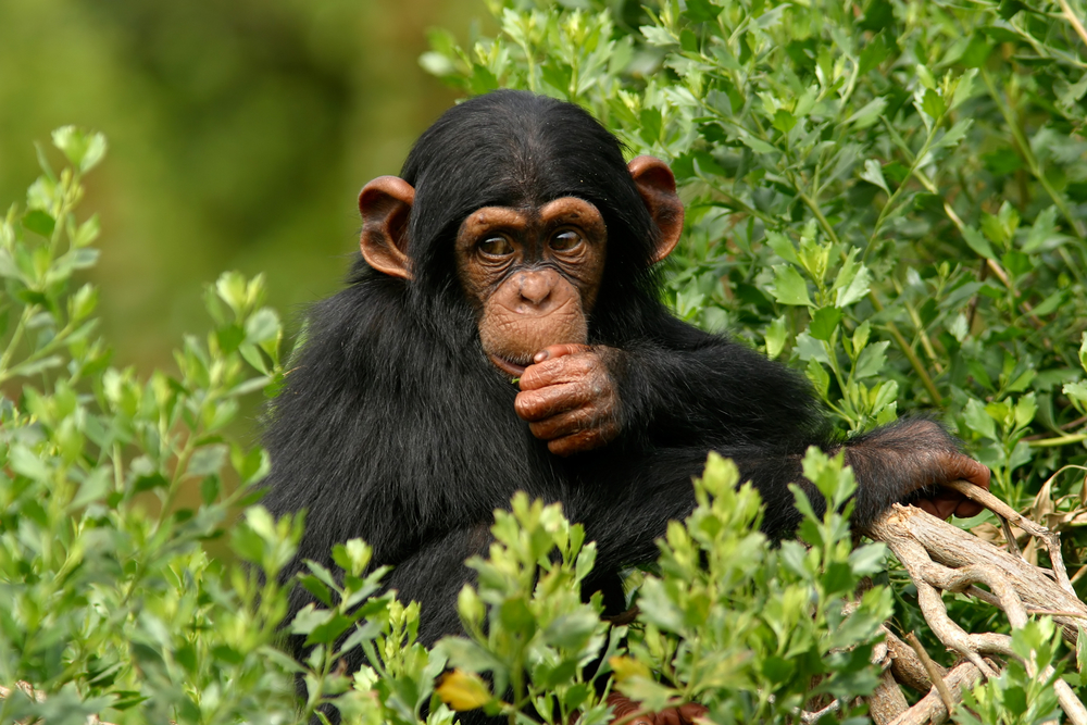 Mais de metade dos primatas em risco de extinção, alertam cientistas