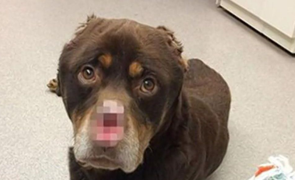 Rottweiler foi mutilado. Associação oferece recompensa de 2300 euros por informações