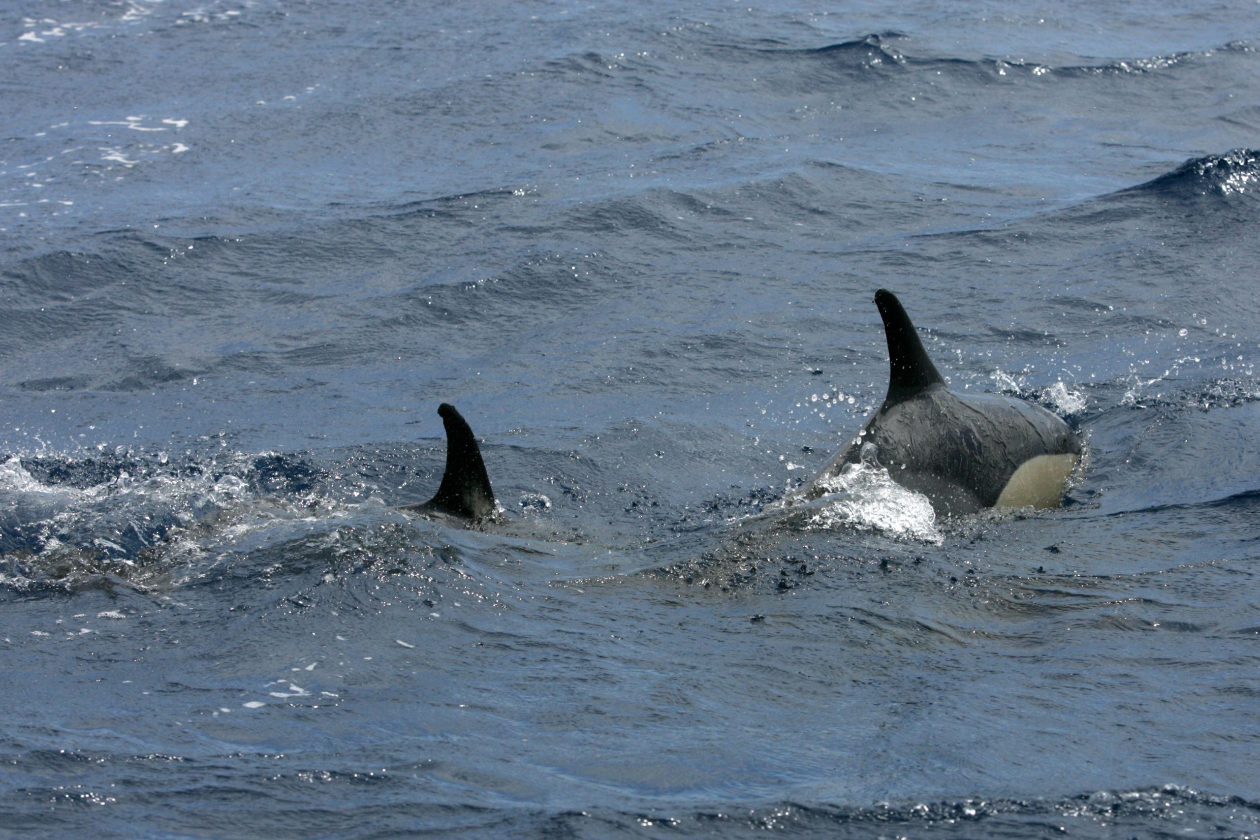 Estuário do Sado. Governo trava proposta para proteger golfinhos