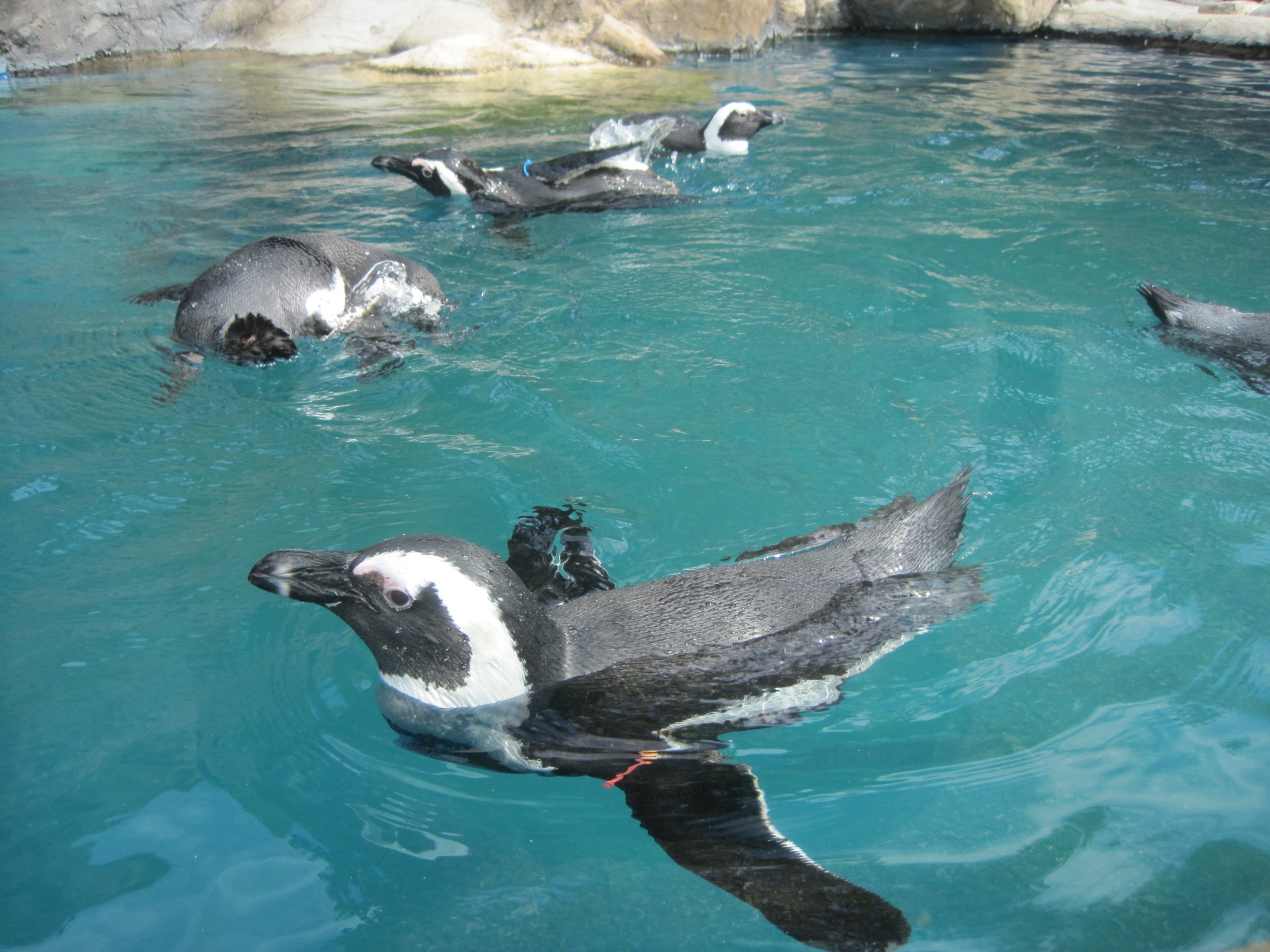 Casal gay de pinguins está a roubar as atenções no Sea Life de Sidney | Vídeo