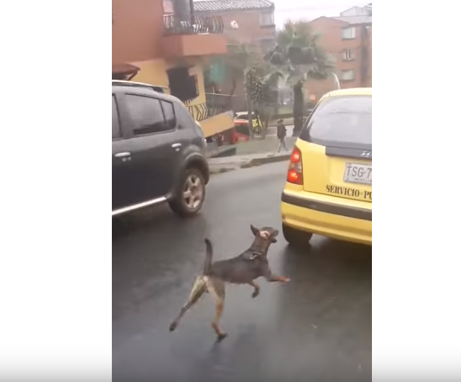 Depois de ser abandonado, cão perseguiu o táxi onde seguia a dona | Vídeo