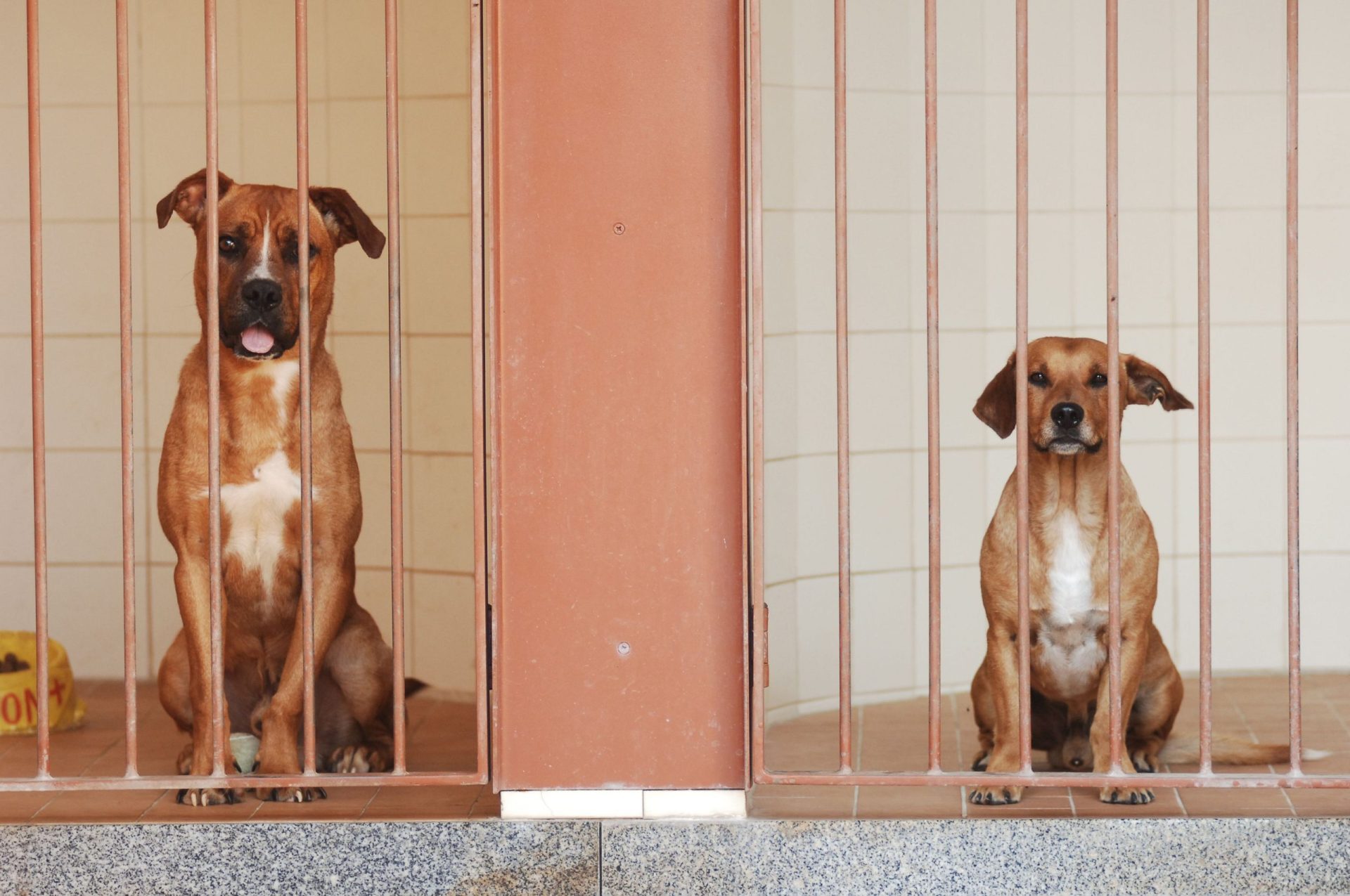 PSP retira sete cães que eram vítimas de maus tratos a mulher residente em Matosinhos