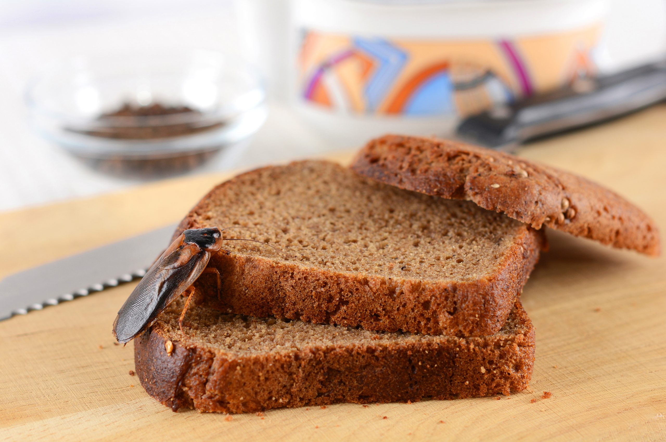 Pão com farinha de baratas tem menos gordura e mais proteína