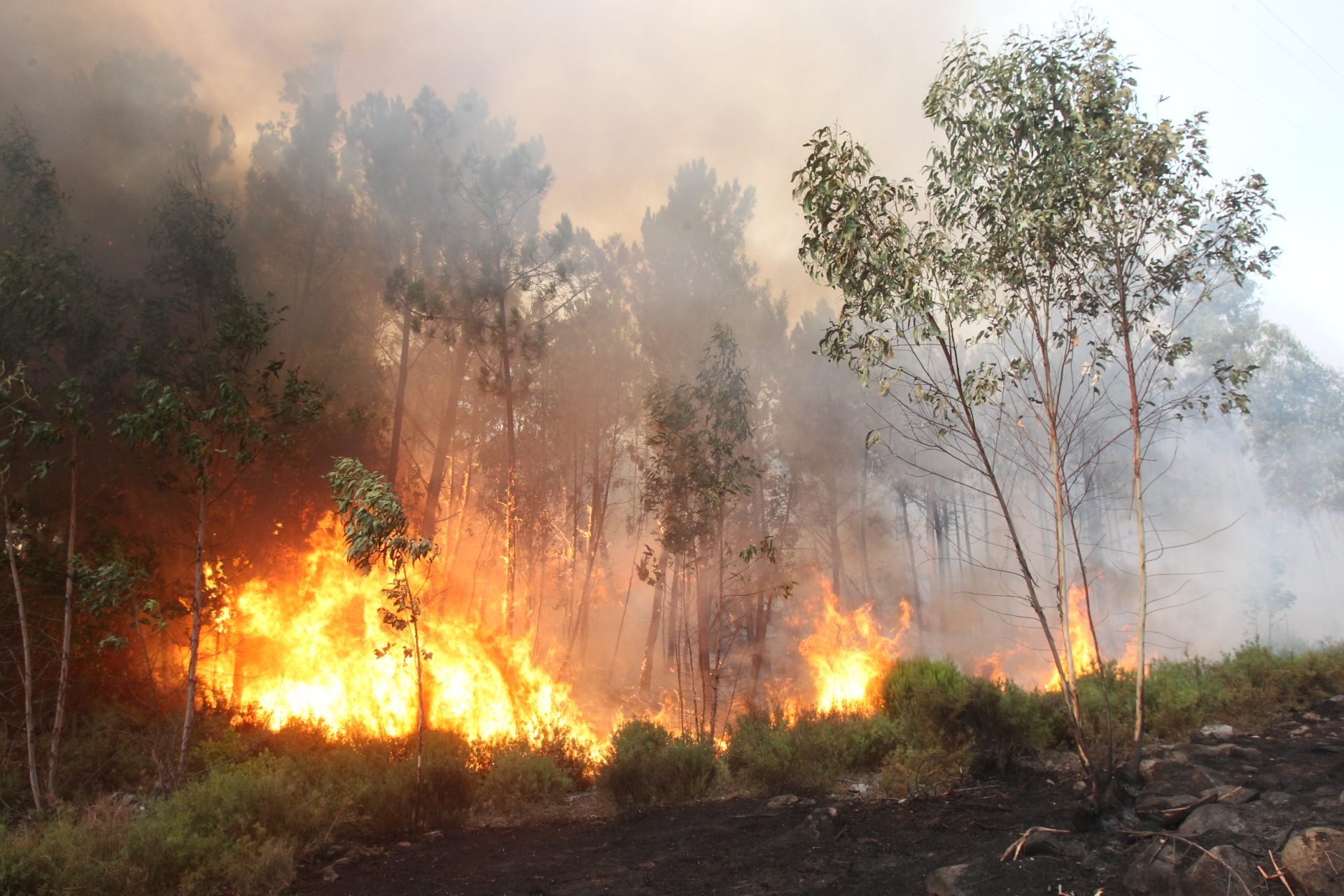 Incêndio em Oliveira de Azeméis mobiliza mais de 200 bombeiros