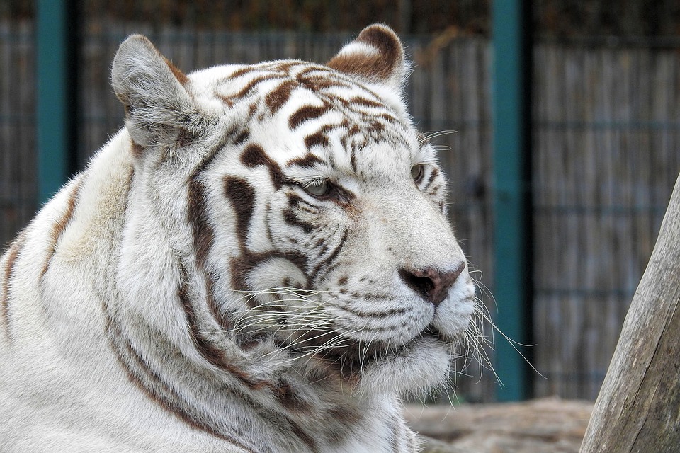 Guarda morto por tigre branco em jardim zoológico