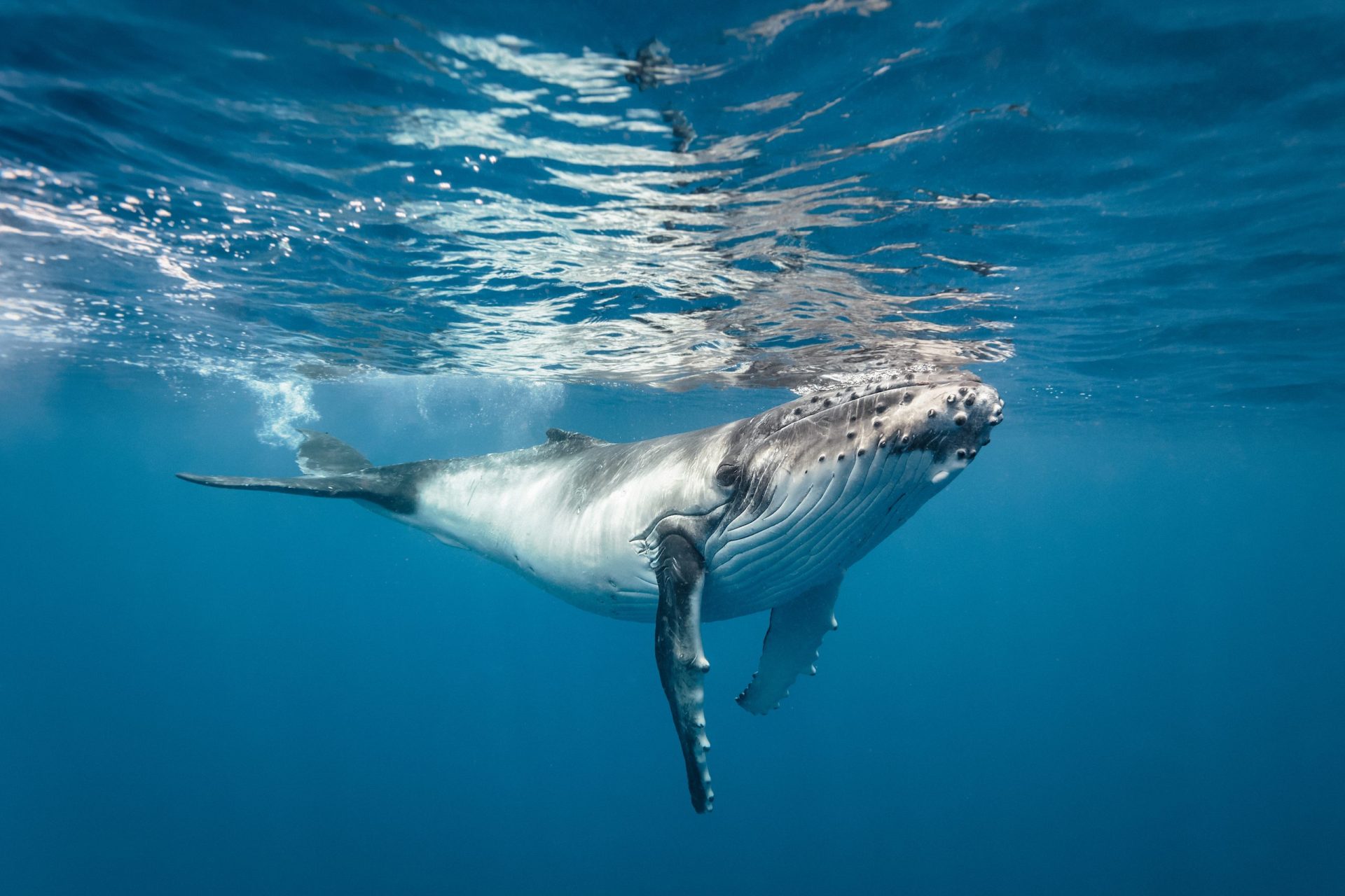 Baleia salva mulher de ataque de tubarão | Vídeo
