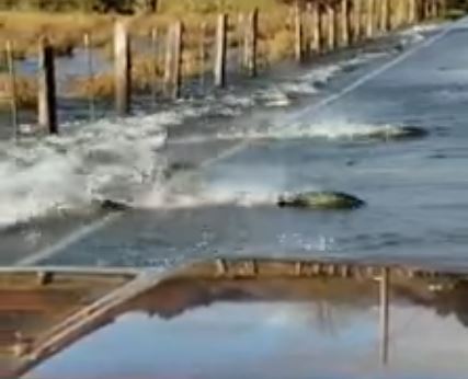 Cardume de salmão atravessa uma estrada inundada | Vídeo