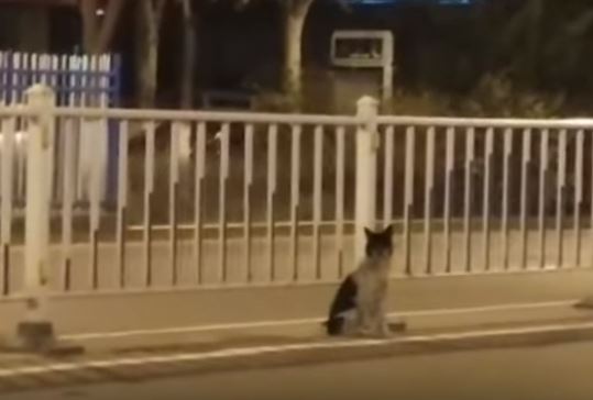 Cão espera por dona que morreu há mais de 80 dias numa estrada da China | VÍDEO