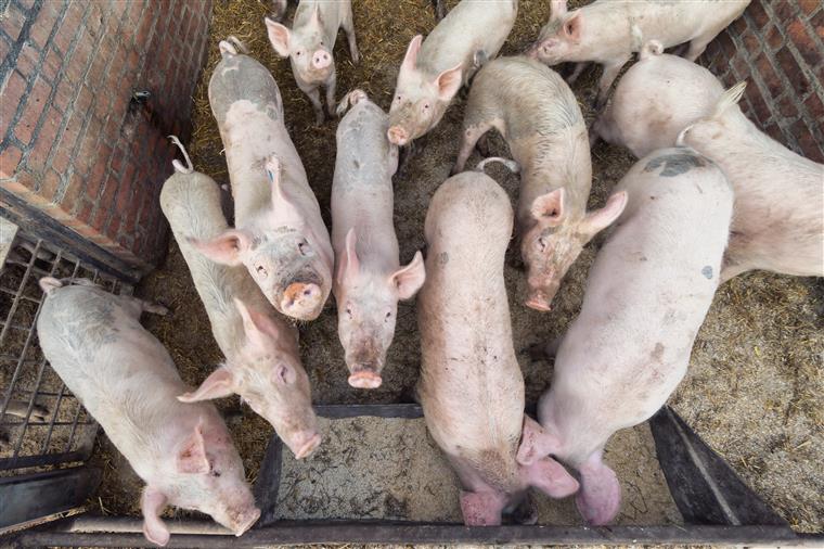 China atravessa surto de peste suína “muito grave”