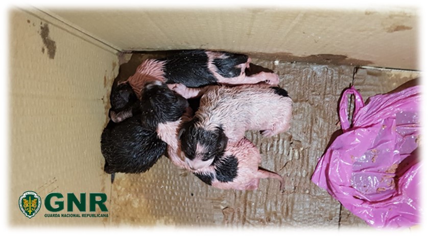 GNR resgata 4 crias de cães em Campo Maior