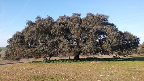 Azinheira com 150 anos é árvore do ano em Portugal