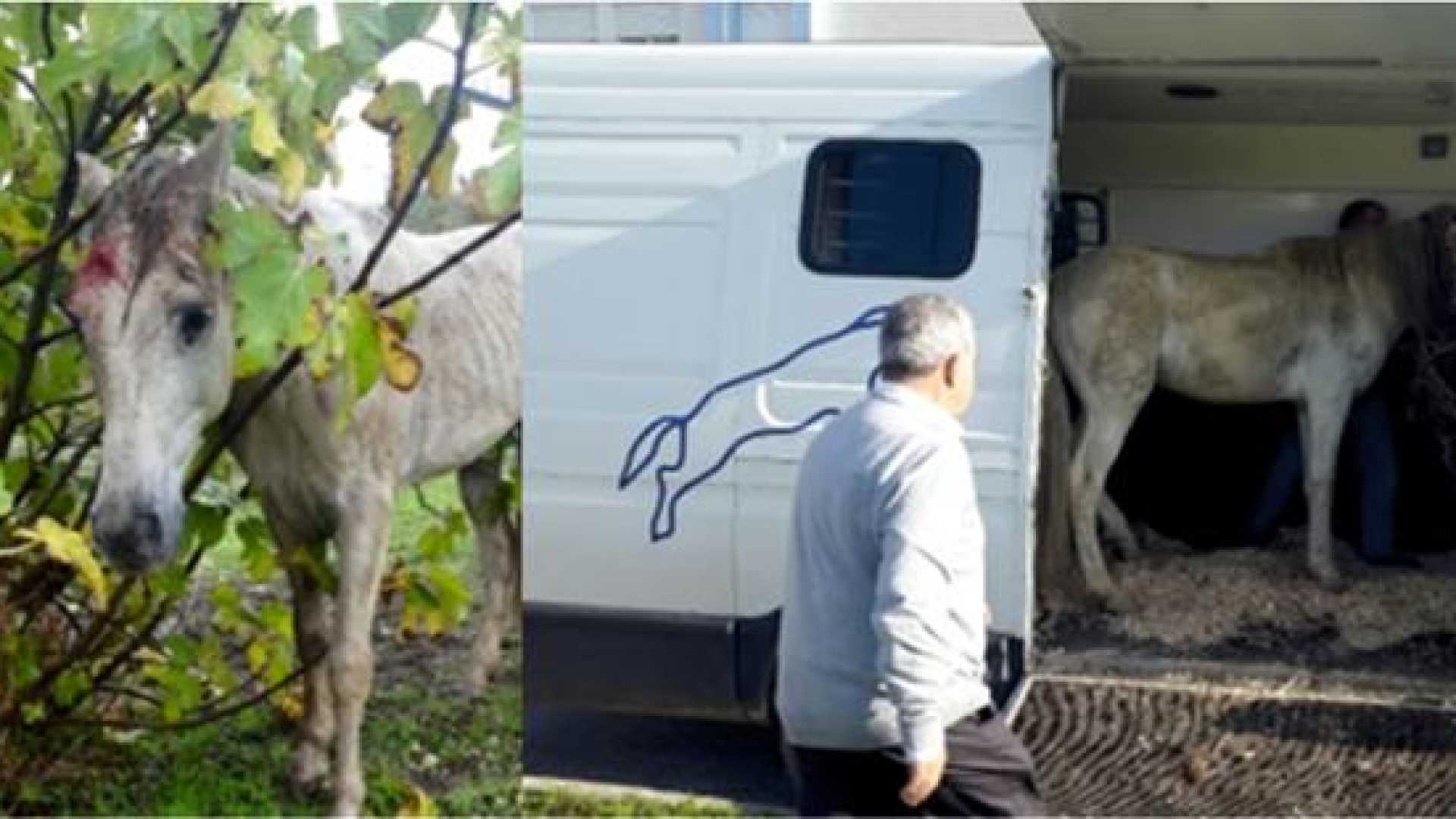 PSP de Lisboa resgata cavalo ferido e abandonado em freguesia de Santa Clara