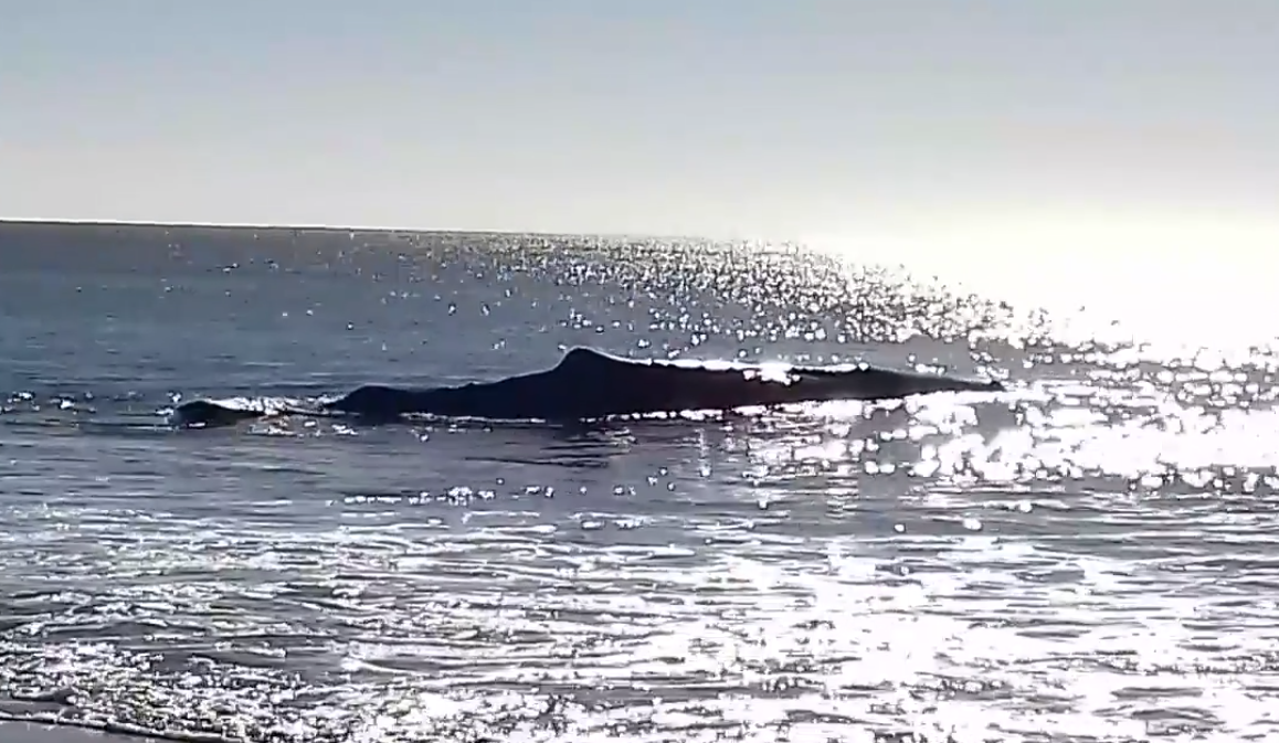 Baleia encalhou esta manhã na praia de Monte Gordo | VÍDEO