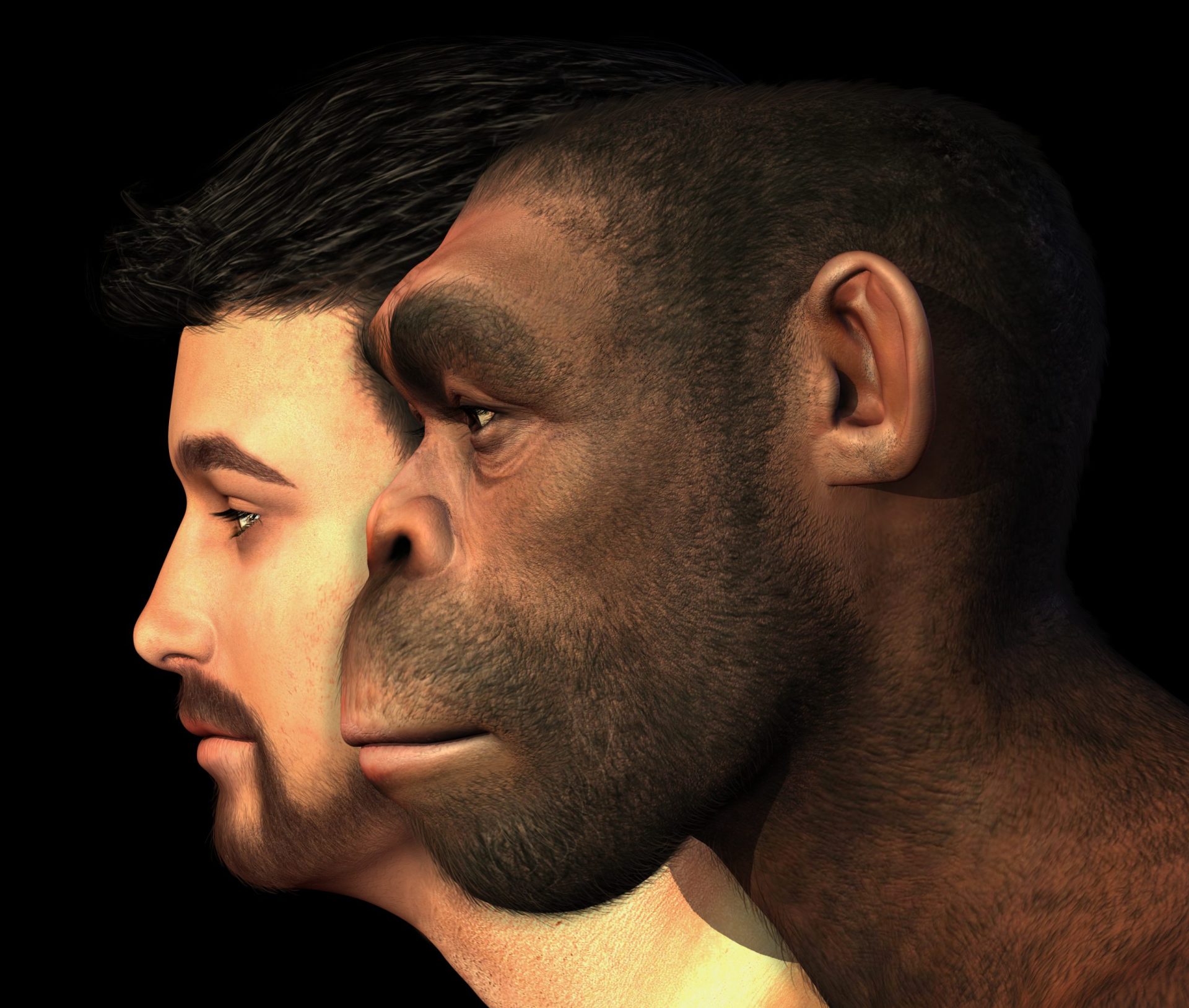 Neandertais. Achava que a sua extinção tinha sido rápida? Nova teoria defende o contrário