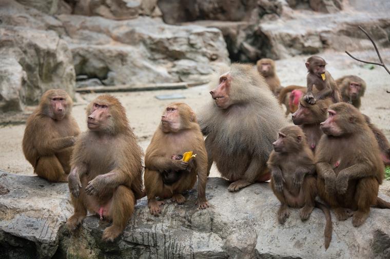 Cerca de 50 macacos fugiram das jaulas de um Jardim Zoológico