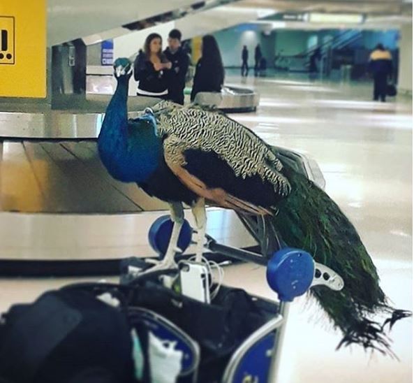 Mulher tenta embarcar em avião com um pavão para ter ‘apoio emocional’
