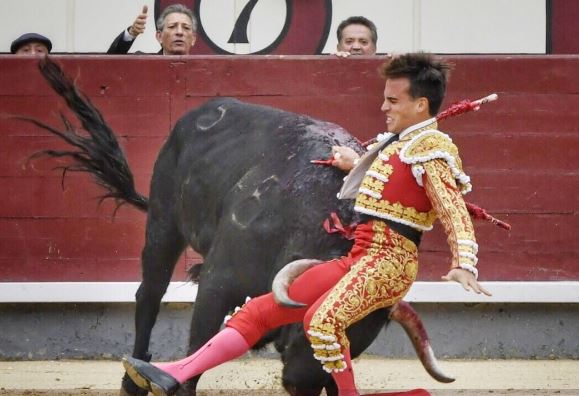 Toureiro em estado grave após ser colhido por touro quando se preparava para matá-lo em Madrid | Vídeo