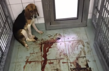 Ativista infiltra-se em laboratório na Alemanha e grava cães em jaulas com sangue e macacos presos pelo pescoço | VÍDEO