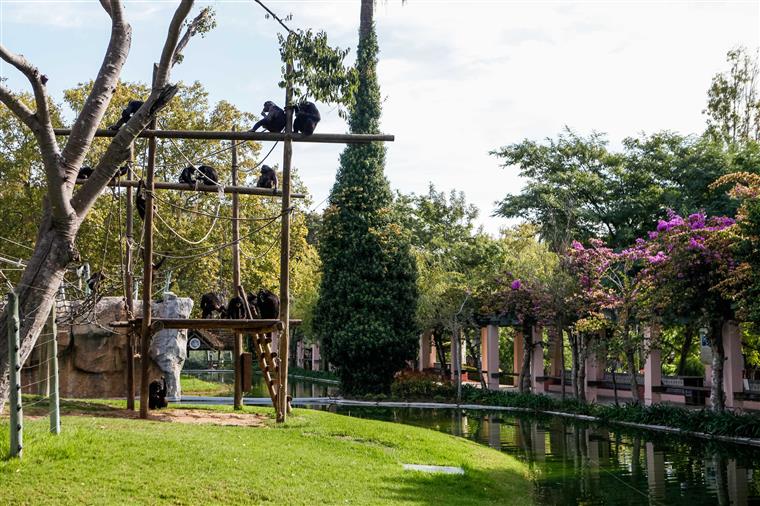 Macaco fugiu do Zoo de Lisboa após “disputa por questões territoriais” e foi capturado em oficina automóvel