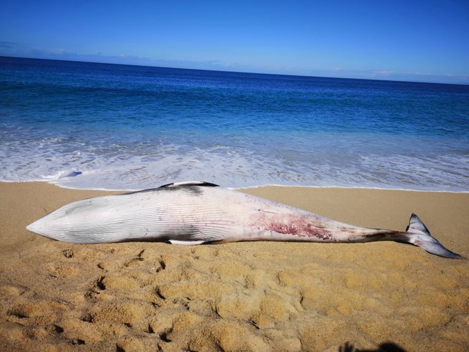 Baleia morta dá à costa em Sines