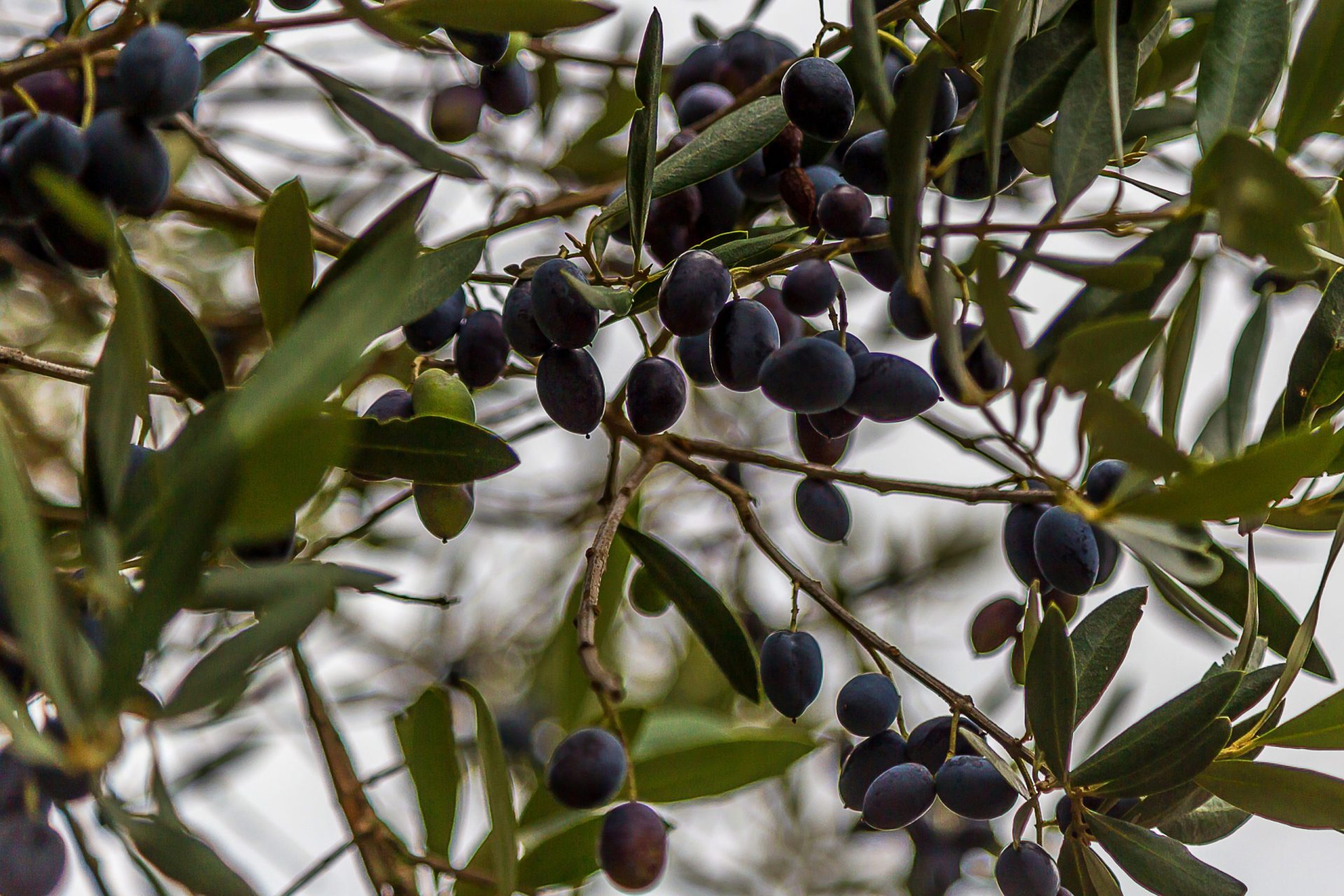 Quercus exige suspensão da apanha noturna da azeitona