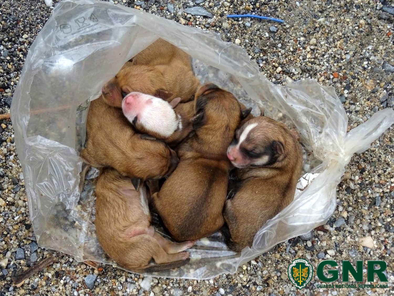 GNR da Covilhã resgata cinco cachorros do caixote do lixo