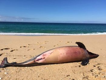 Golfinho morto dá à costa em praia alentejana