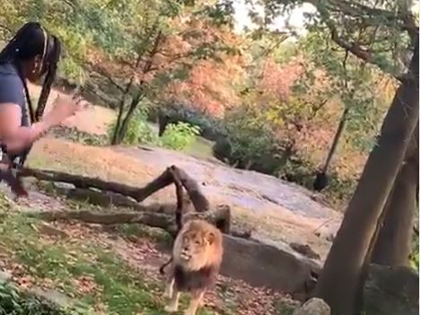 Mulher salta vedação e provoca leão em zoo de Nova Iorque | Vídeo