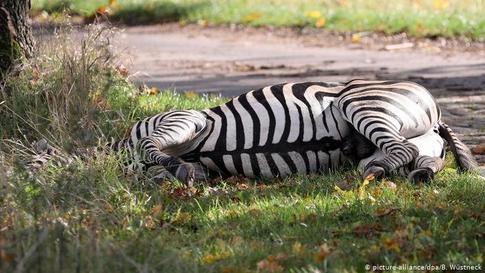 Zebra foi abatida a tiro após fugir de circo na Alemanha
