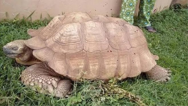 Morreu a tartaruga mais velha de África aos 344 anos
