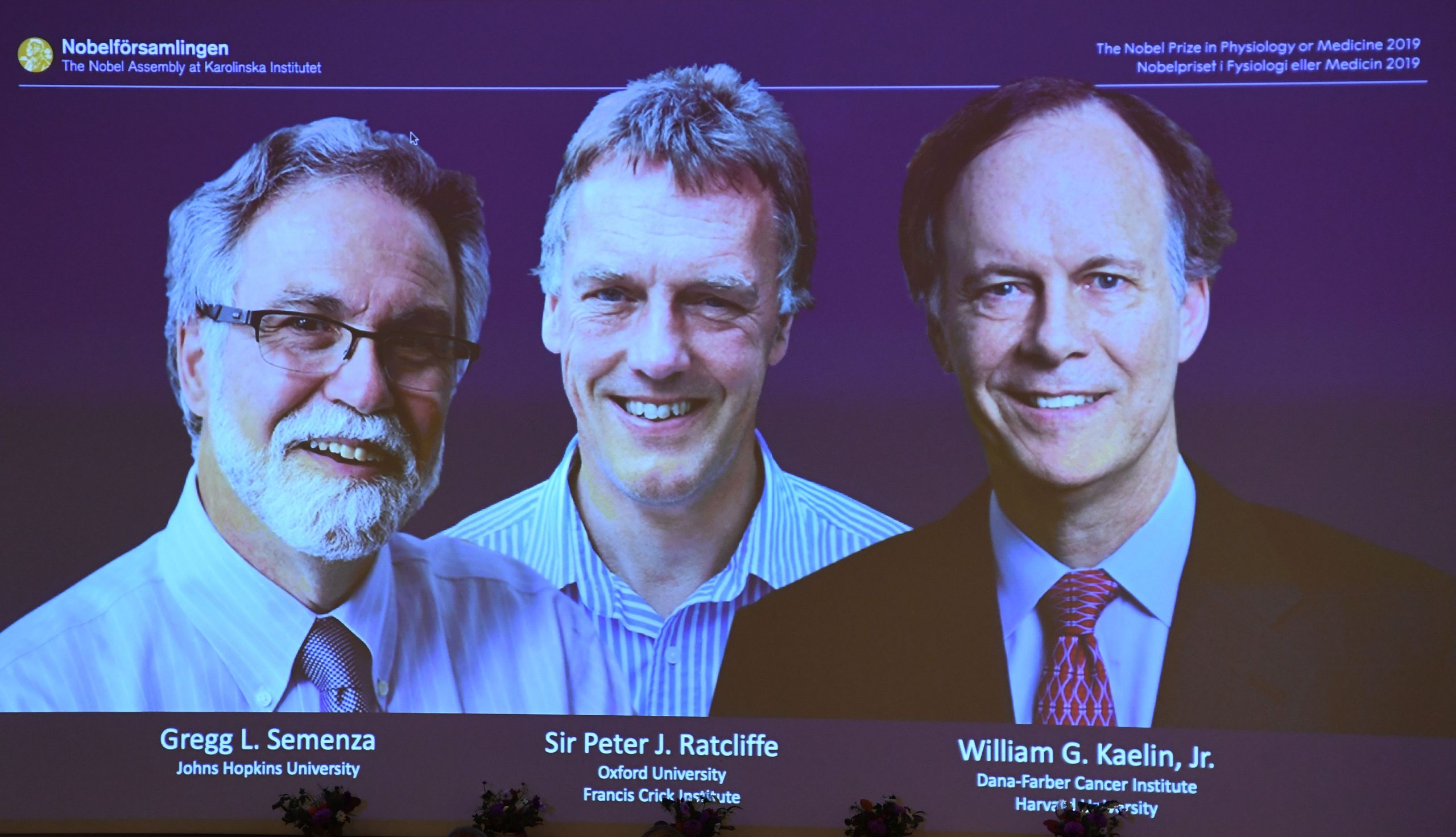 Nobel da Medicina é atribuído a William Kaelin, Peter Ratcliffe e Gregg Semenza