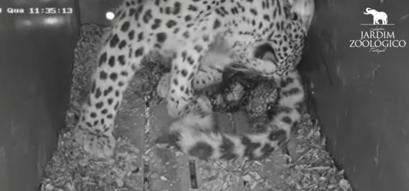 Três leopardos nasceram no Jardim Zoológico de Lisboa | VÍDEO