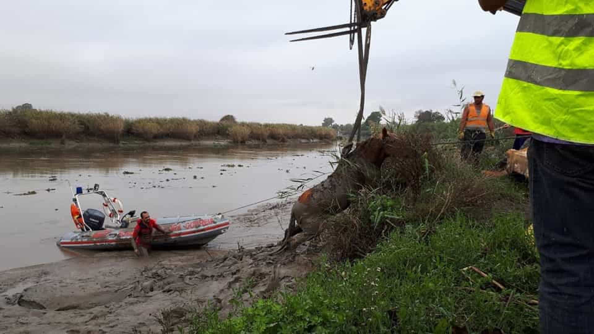Bombeiros salvaram cavalo que estava preso no lodo no rio em Porto Alto